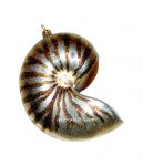 Eric Cortina Nautilus Shell Ornament