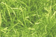 Summer Grass